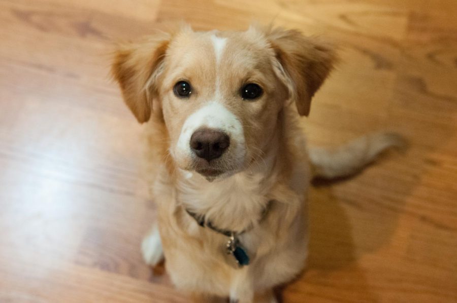 Meet+Frejya%2C+my+five+month+old+Golden+Retriever+mix+puppy.+She+is+a+delight+to+have%2C+but+I+knew+when+I+got+her+that+I+would+have+some+new+responsibilities+to+take+care+of+on+a+daily+basis.