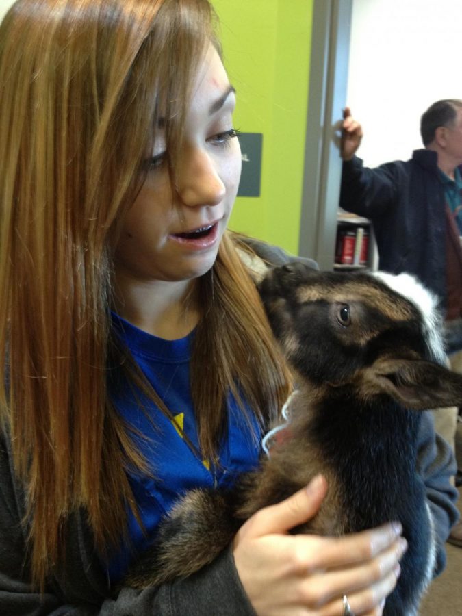 A student holding a kid(goat)