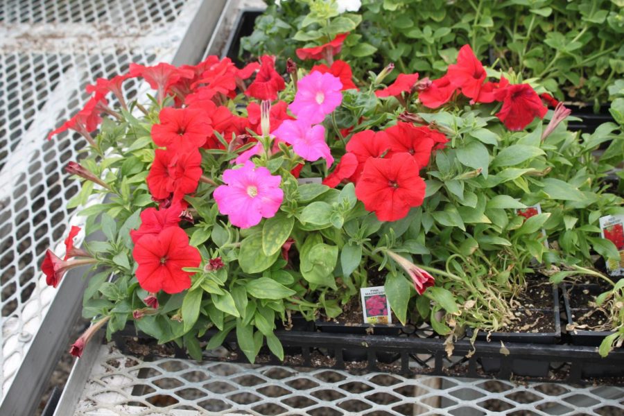 Red and Pink Petunias
