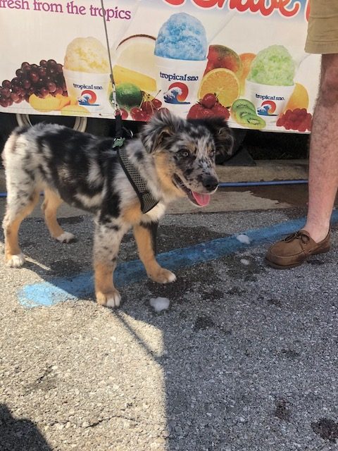 A nice pupper enjoying his shaved ice to cool down. 