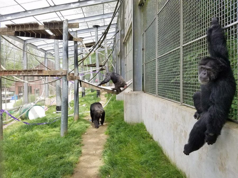 Play Primate Sanctuary