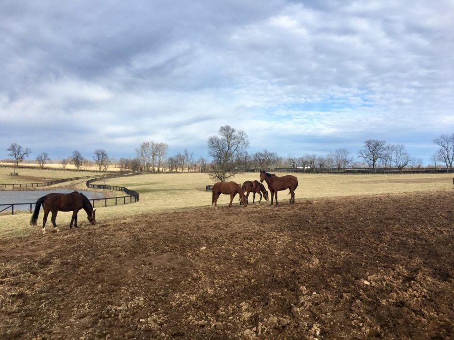 Some thoroughbred mares enjoy their daily turnout at Mereworth farm in Lexington.