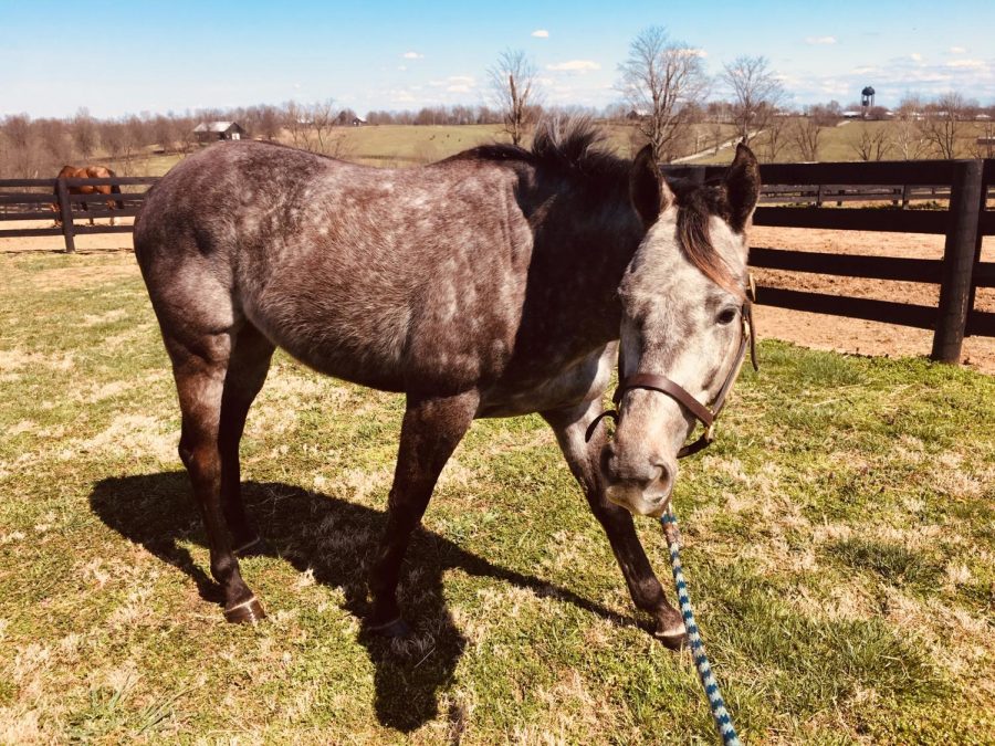 Beau Bleu (my OTTB)  posing for the camera. 