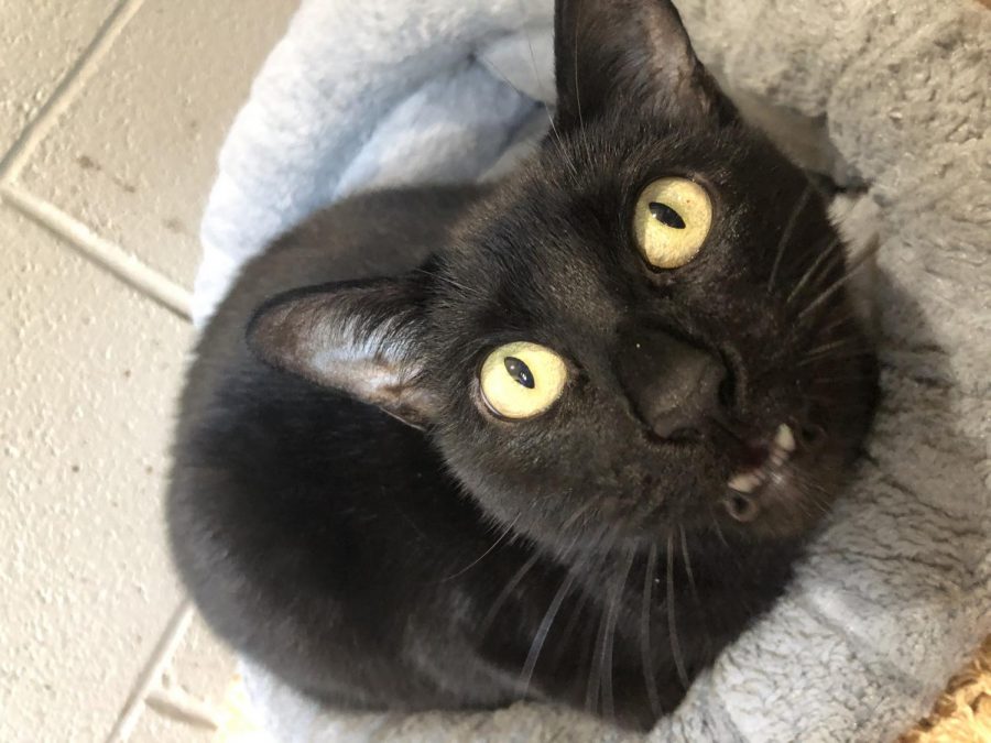 This is Percy. Percy is a black cat that is a bonded pair with Beauty. Percy is shy and loving, like Beauty.