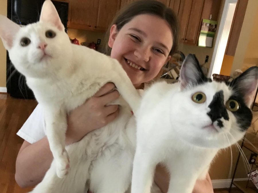 These are Megan Brickers cats, Whisper and Emery. They are both over a year old, but Emery is three months older than Whisper. 