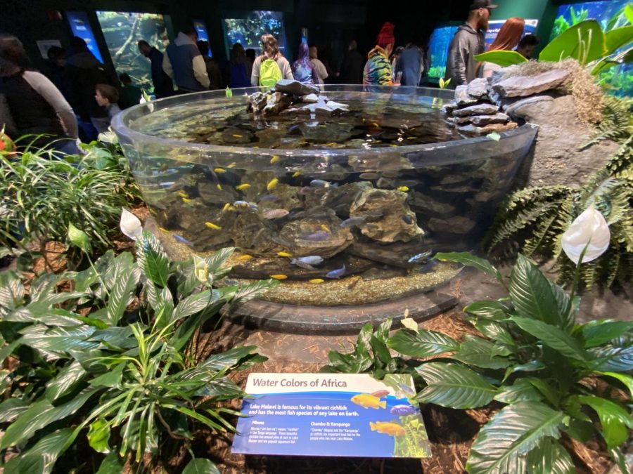 A few minutes after starting to venture out into the deep sea wonders, you are greeted with a huge “fishbowl-like” aquarium in the middle of the room. It is labeled the “Water Colors of Africa” and features fish found in Lake Malawi. The lake is famous for its vibrant cichlids and has the most fish species of any lake on Earth.