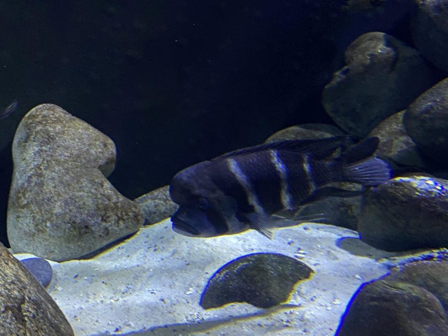 This fish is sure to bring up some laughs! This is the Humphead Cichlid! It feeds on vegetation, small fish and shellfish. They can incubate their eggs in their mouth and protect their young after they hatch! 