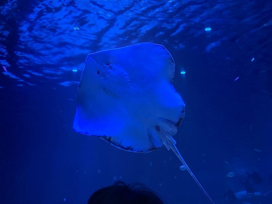 Here is one of the string rays in the Tiger Shark tank saying hello! Look at that cute little smile! 