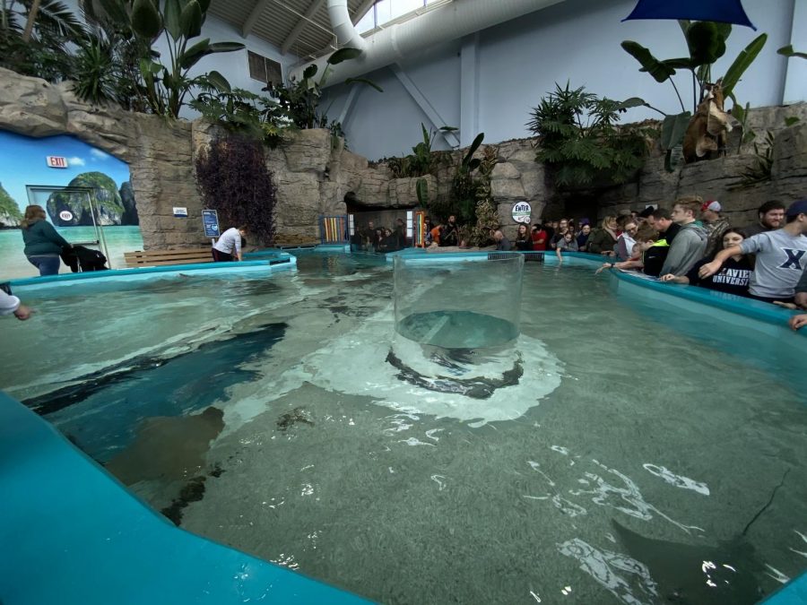 This family-fun area attracts all! Here you can take time and pet the swimming String Rays! They are so friendly and soft! If wanted, you can also take a trip under and come up in the middle and watch the stingrays swim all around! 