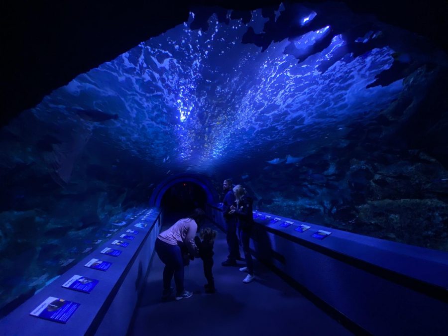 Another fun and beautiful experience provided inside is to be able to go under the tanks in these cave-like areas and watch all the beautiful fish swim around! 