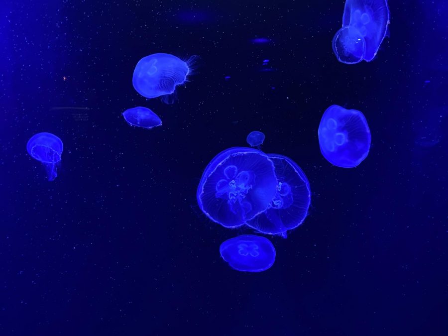 This beautiful creature is the Moon Jelly. They feed off of plankton and can be found in seas all around the world! In 1991, the Moon Jelly species was sent to outer space! This is due to scientists wondering how the lack of gravity would affect the calcium and development of the jellyfish. 
