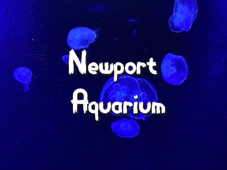 Ocean Wonders in Kentucky: Newport Aquarium