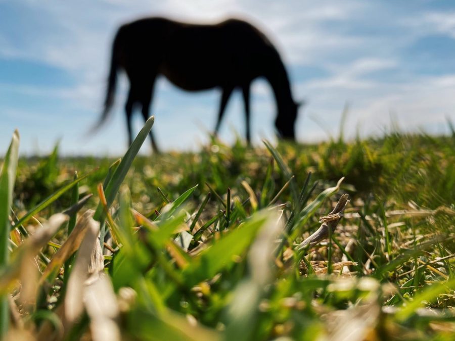 A pregnant Thoroughbred mare grazes on a sunny spring day.