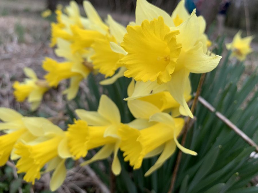 A close-up of some yellow daffodils. The former Huntertown residents cultivated these in backyard flower gardens but now they grow wild all over the site.