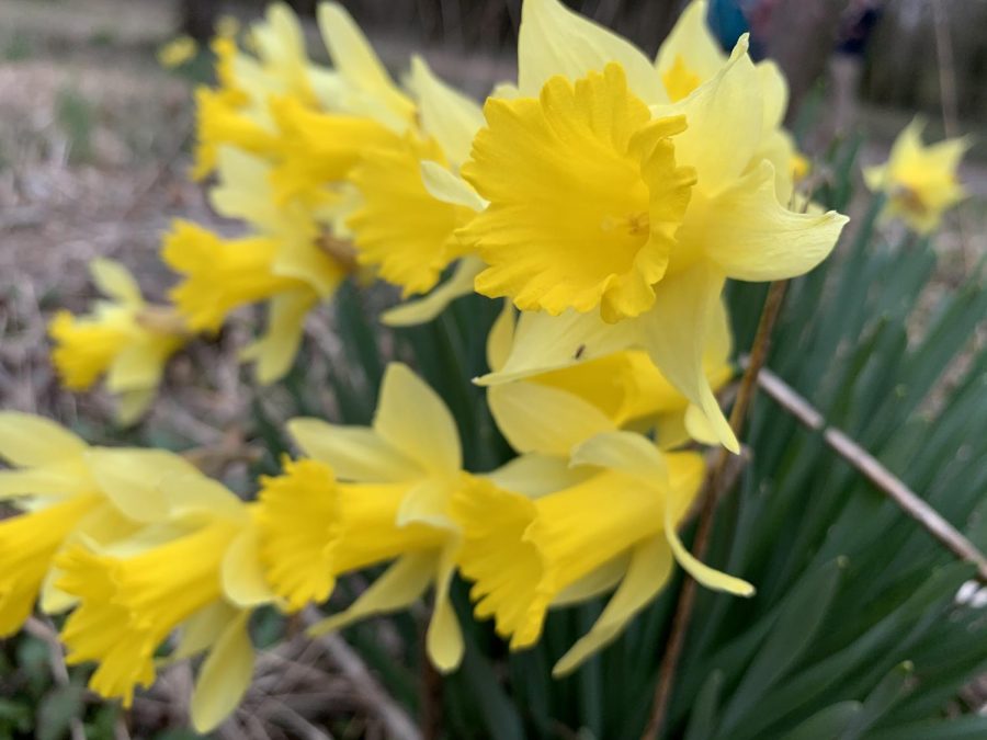 A+close-up+of+some+yellow+daffodils.+The+former+Huntertown+residents+cultivated+these+in+backyard+flower+gardens+but+now+they+grow+wild+all+over+the+site.