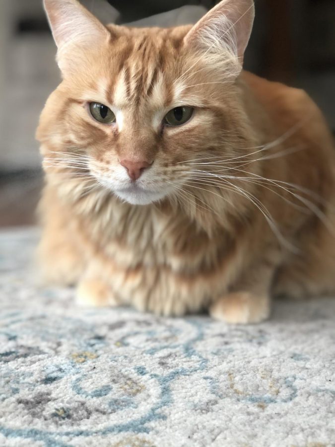 If you are a pet owner, take this break to spend extra time with them! You can play with them, pet them, or even take photos of them that you will always cherish. Pictured is Ronald, our sweet tabby cat. Photo by Kristen Bailey. 