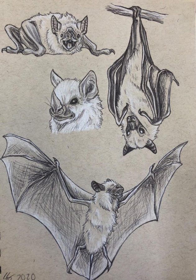 A sketch of multiple species of bats including: Brown bat, Flying Fox, Marshmallow bat, and Vampire bat, by Sarah Steen. 