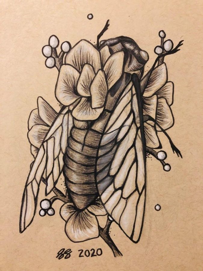 Sketch by Sarah S. of a cicada. 