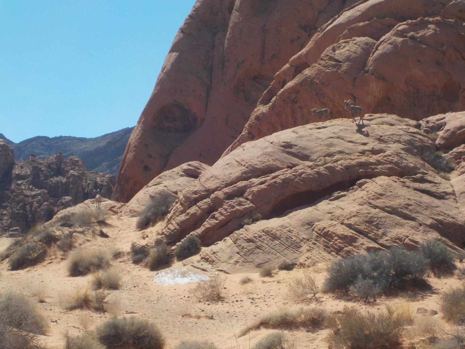 Hiking+Through+the+Wild+Wilderness+of+Nevada