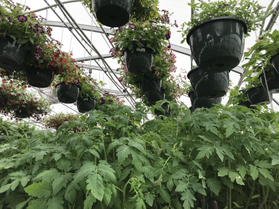 Tomatoes and hanging floral baskets located in the greenhouse. Photo by Ashley Courtney (12)