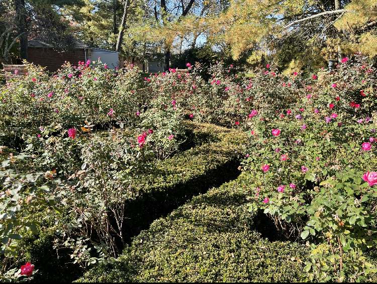An abundance of roses surround the center fountain of the garden. 