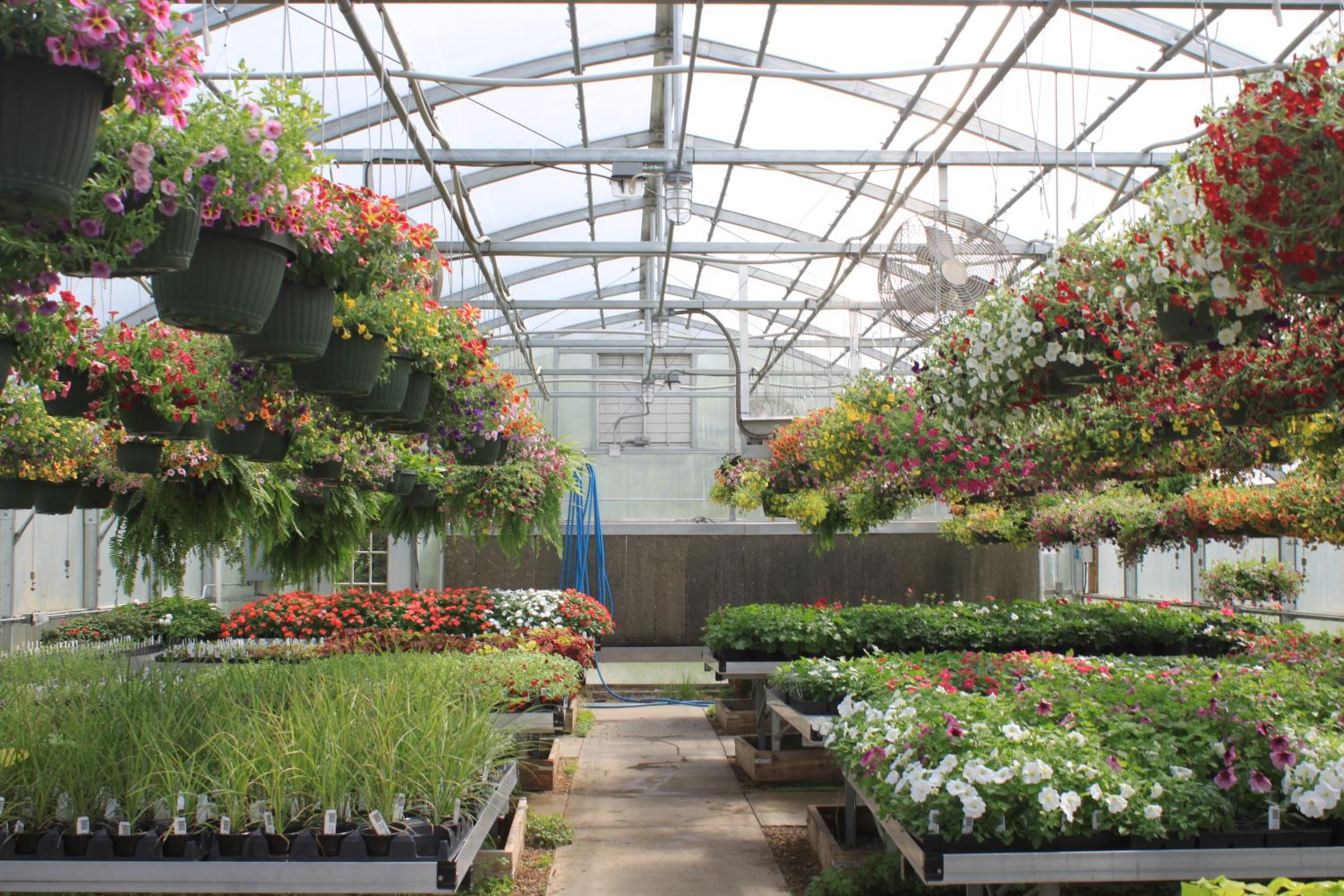 Spring+Has+Sprung+in+the+WCHS+Greenhouse%21
