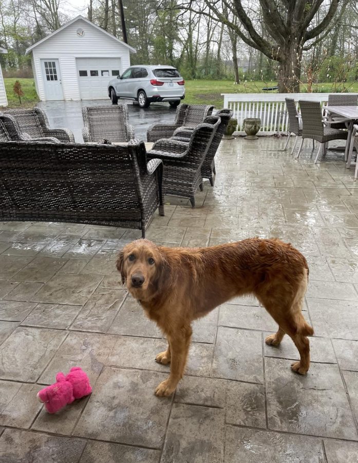 While I look pretty upset here, I actually love the rain! I like to paint my paw prints on the floor with the mud I picked up as a gift for my family. I also love to shake and give them a shower with my soaked hair. 