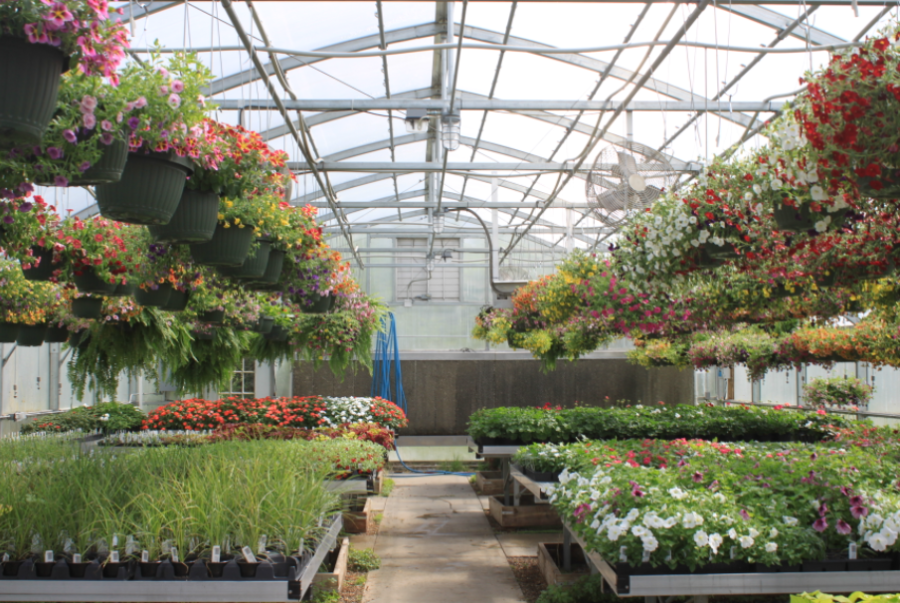 A quick look at the greenhouse as you enter. 