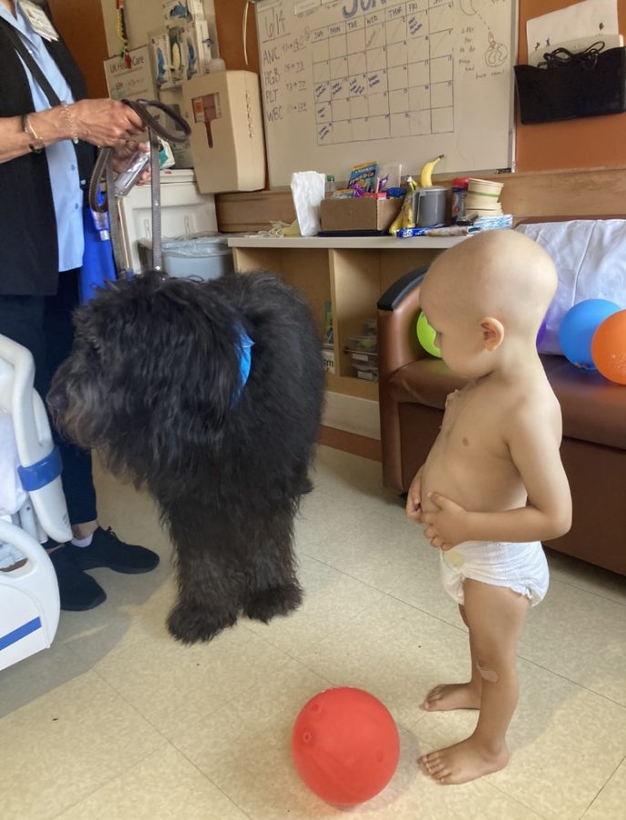 When your unfortunately stuck in the hospital like my little brother Cameron often  is, playing with the hospital dog brightens up any kids day.