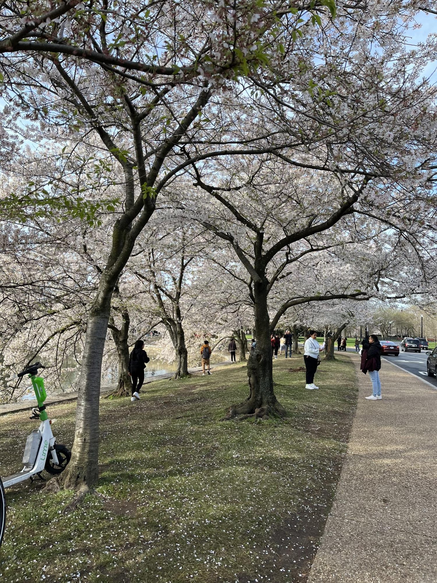 Washington+D.C.+during+Cherry+Blossom+Season%21