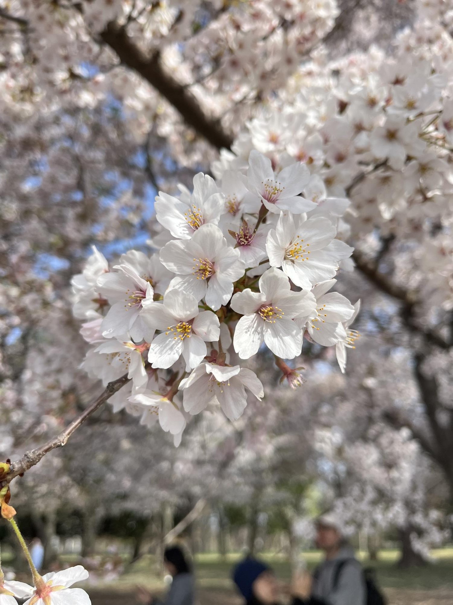 Washington+D.C.+during+Cherry+Blossom+Season%21