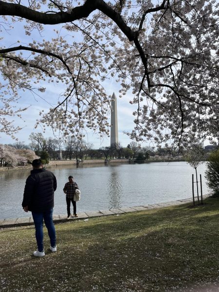 Washington D.C. during Cherry Blossom Season!