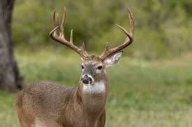 White Tailed Deer