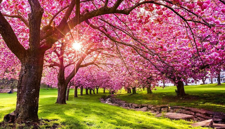 Spring Reset